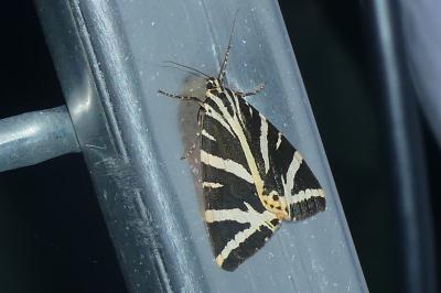 <i>Euplagia quadripunctaria</i>