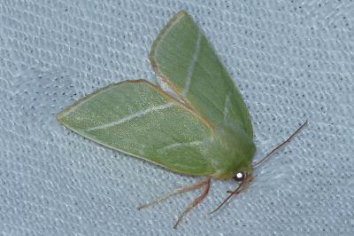 <i>Pseudoips prasinanus</i>