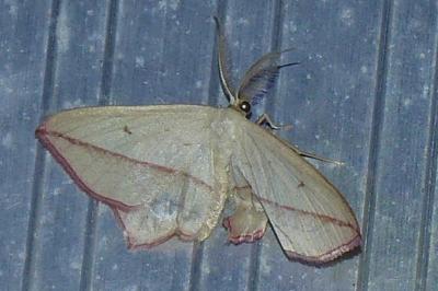 <i>Timandra comae</i>