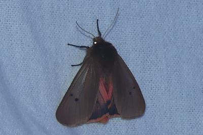 <i>Phragmatobia fuliginosa</i>