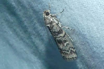 <i>Dioryctria</i>