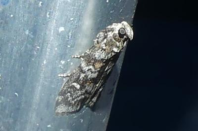 <i>Dioryctria</i>