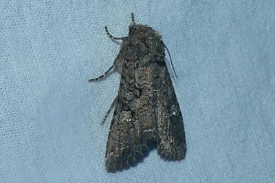 <i>Mamestra brassicae</i>