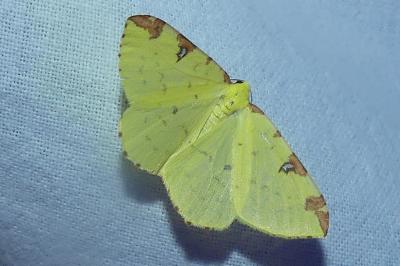 <i>Opisthograptis luteolata</i>