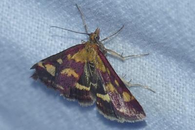 <i>Pyrausta purpuralis</i>