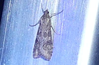 <i>Nomophila noctuella</i>