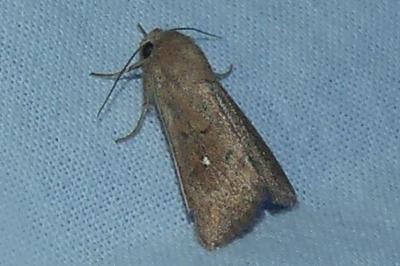 <i>Mythimna albipuncta</i>