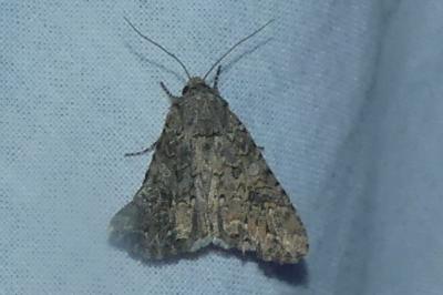 <i>Anarta trifolii</i>