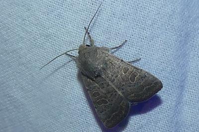 <i>Hoplodrina ambigua</i>