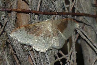 <i>Idaea degeneraria</i>
