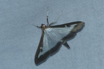 <i>Cydalima perspectalis</i>