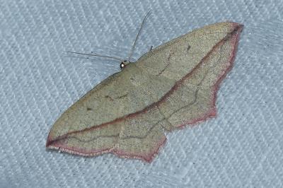 <i>Timandra comae</i>