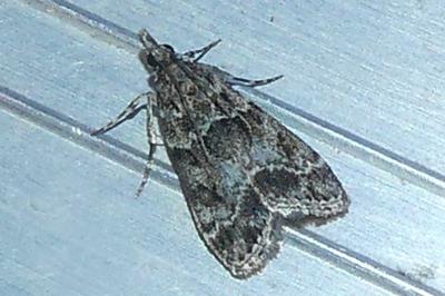 <i>Eudonia mercurella</i>