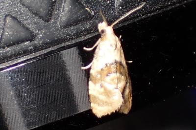 <i>Phalonidia</i>