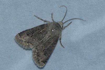 <i>Agrotis bigramma</i>