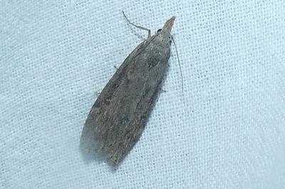 <i>Lamoria anella</i>