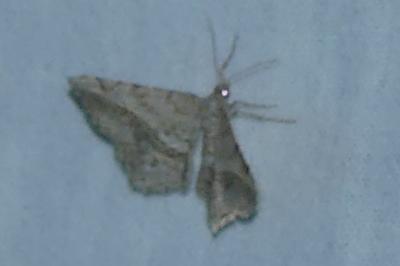 <i>Chiasmia aestimaria</i>