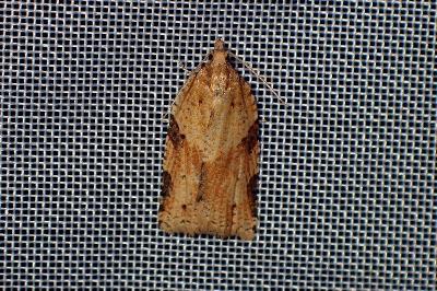 <i>Clepsis spectrana</i>