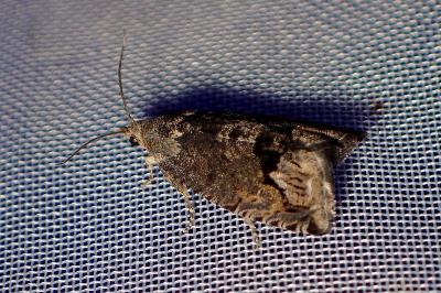 <i>Cydia fagiglandana/splendana</i>