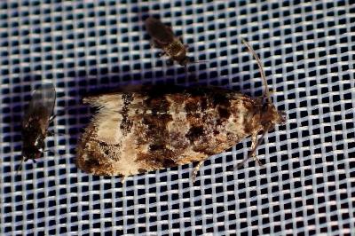 <i>Endothenia</i>