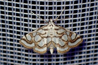 <i>Nymphula nitidulata</i>