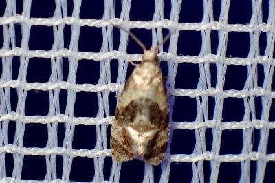 <i>Phalonidia</i>