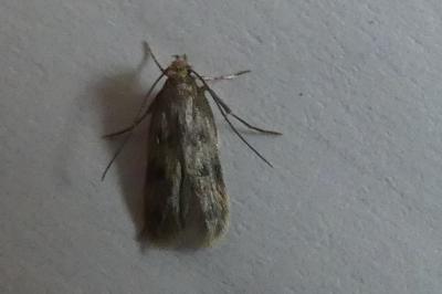 <i>Borkhausenia nefrax</i>