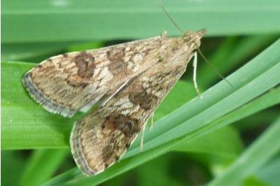 <i>Nomophila noctuella</i>