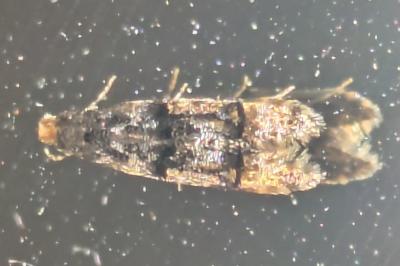 <i>Stenoptinea cyaneimarmorella</i>