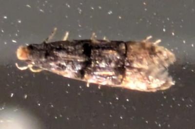 <i>Stenoptinea cyaneimarmorella</i>