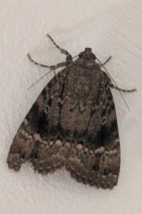<i>Amphipyra pyramidea</i>