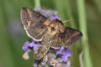 <i>Abrostola triplasia</i>
