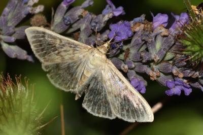 <i>Patania ruralis</i>