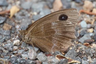 <i>Minois dryas</i>