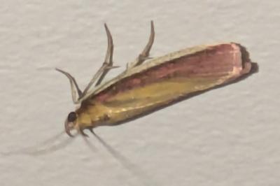 <i>Oncocera semirubella</i>