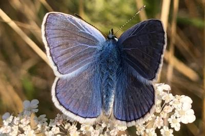 <i>Polyommatus icarus</i>