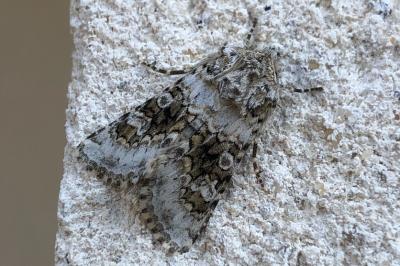 <i>Hecatera bicolorata</i>