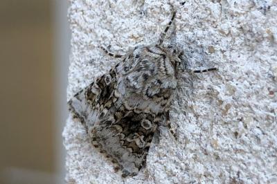 <i>Hecatera bicolorata</i>