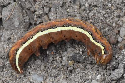 <i>Lacanobia splendens</i>