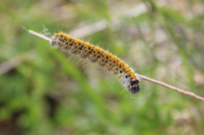<i>Lasiocampa trifolii</i>