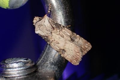 <i>Agrotis puta</i>