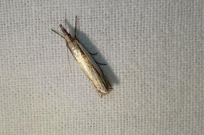 <i>Crambus pascuella</i>