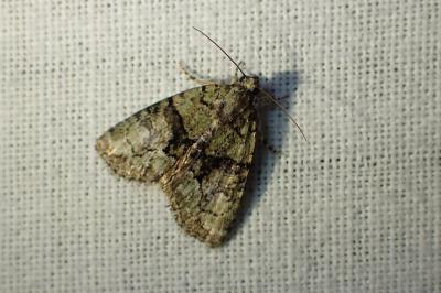 <i>Cryphia algae</i>