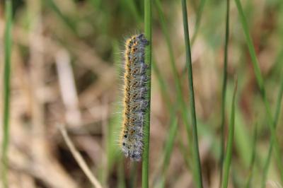 <i>Lasiocampa trifolii</i>
