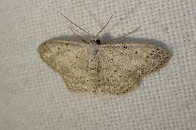 <i>Idaea seriata</i>