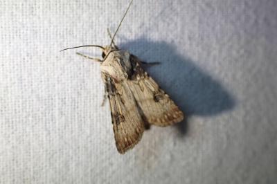 <i>Agrotis puta</i>