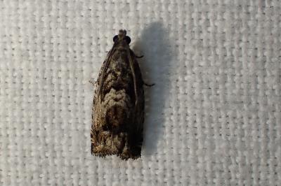 <i>Cydia fagiglandana/splendana</i>