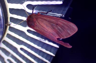 <i>Phragmatobia fuliginosa</i>