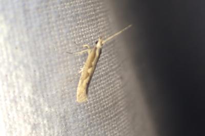 <i>Plutella xylostella</i>