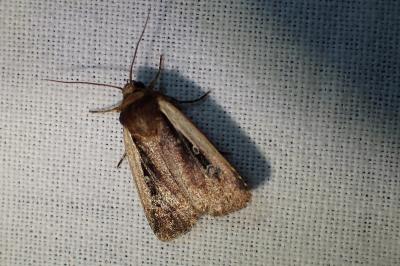 <i>Ochropleura plecta</i>